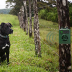 Cuppy Quiet Coach hanging on a tree near a dog