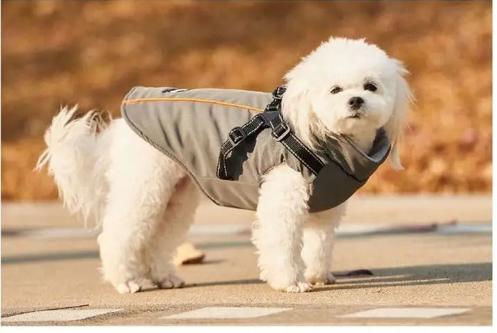 Dog standing outdoors in the grey Cuppy Storm Coat